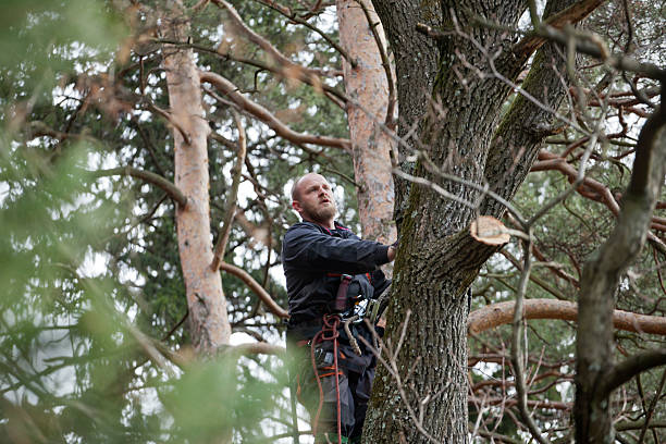 Professional Tree Care in Brookmont, MD